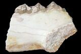 Oreodont (Merycoidodon) Jaw Section - South Dakota #128123-1